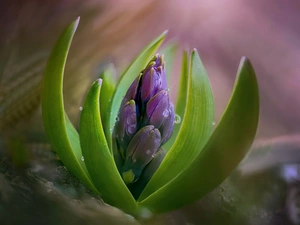 rapprochement, Colourfull Flowers, hyacinth