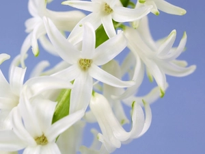 White, hyacinth