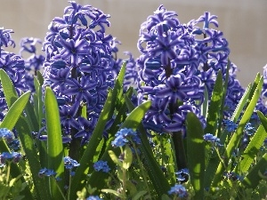 Hyacinths, Spring, Blue