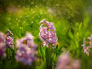 Bokeh, Pink-White, Hyacinths