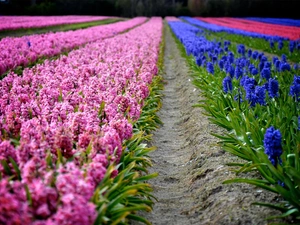 color, Hyacinths