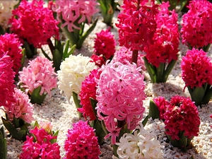color, Hyacinths