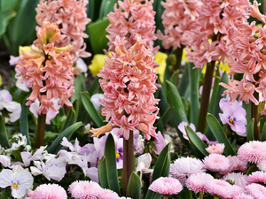 daisies, Hyacinths, Flowers, pansies, color
