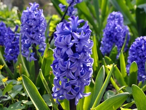 Hyacinths, beatyfull, purple