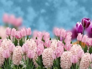 Hyacinths, Flowers, Tulips