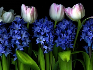 Tulips, Hyacinths
