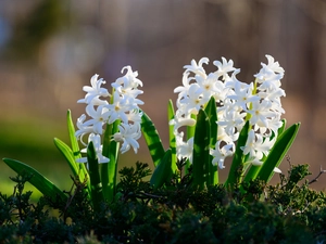 Hyacinths, Flowers, White