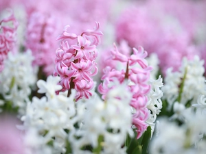 Hyacinths, Pink, White