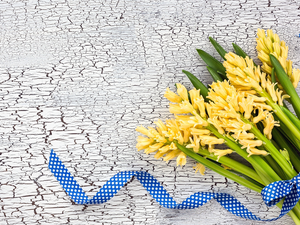 Yellow, Blue, ribbon, Hyacinths