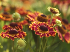 Helenium Hybridum, Flowers, rapprochement, Red