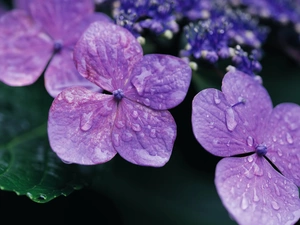 hydrangea