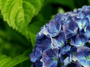 hydrangea