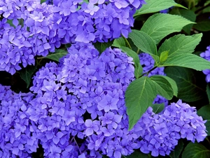 Blue, hydrangea