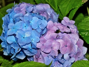 hydrangea, two Colors