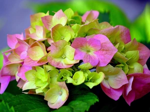 Coloured, hydrangea