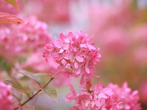 Colourfull Flowers, Pink, hydrangea