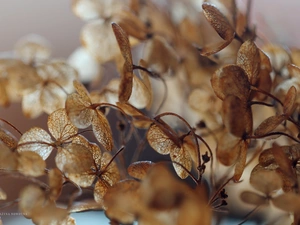 dry, hydrangea