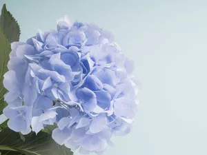 Blue, background, Blue, hydrangea, Colourfull Flowers