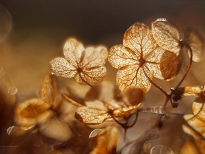 Colourfull Flowers, Dried, hydrangea