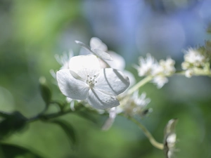 Colourfull Flowers, White, hydrangea