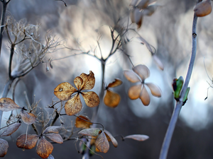 hydrangea, dry, Flowers