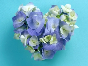 hydrangea, Heart, Flowers