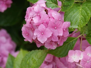 hydrangea, nature, Flowers