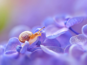 hydrangea, snail, Flowers