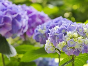 Flowers, hydrangea