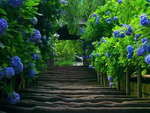 old, Blue, hydrangea, Stairs