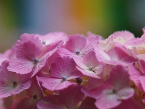 hydrangea, Flowers, Pink