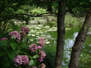 Pond Water, Garden, hydrangea