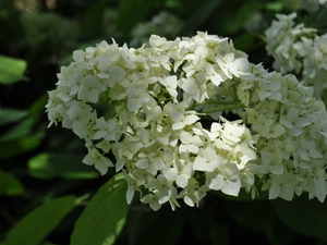 White, hydrangea