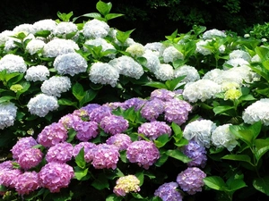 color, hydrangeas