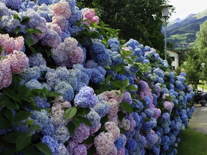 hydrangeas, Bush, Flowers