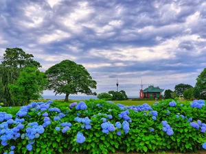 trees, Blue, house, hydrangeas, Bush, viewes, clouds