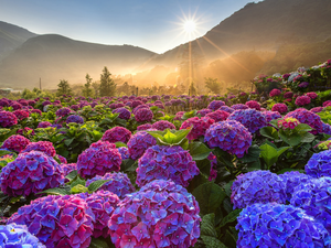 Flowers, color, rays of the Sun, hydrangeas, viewes, plantation, Mountains, trees