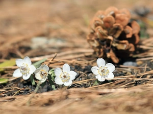 cone, White, Eranthis hyemalis