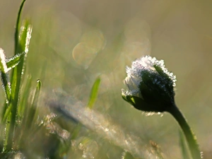 frozen, crystals, ice, daisy