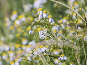 Flowers, camomiles, rapprochement, illuminated