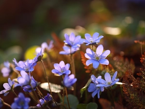 Liverworts, purple, Flowers, illuminated