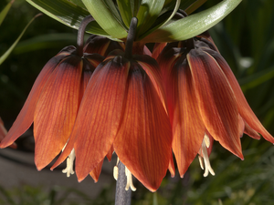 Imperial, Flower, checkerboard