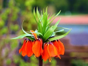 checkerboard, flakes, Leaf, Imperial