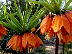 Imperial, Orange, checkerboard