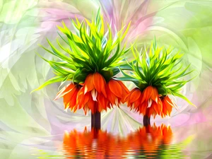 graphics, Flowers, Fritillaria imperialis