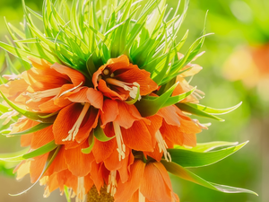 Fritillaria imperialis, Orange, Colourfull Flowers