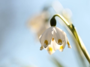inclined, Leucojum Vernum