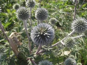 Echinops Ritro, Spherical, inflorescences