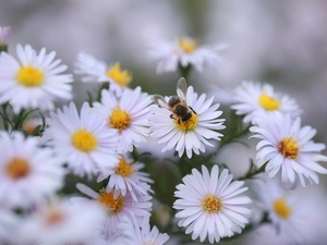 Insect, White, Astra