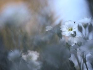 Cerastium, Colourfull Flowers, Insect, White